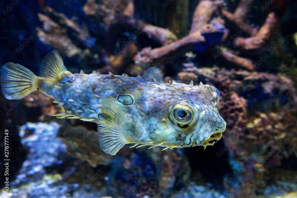 Fototapeta premium fish in aquarium