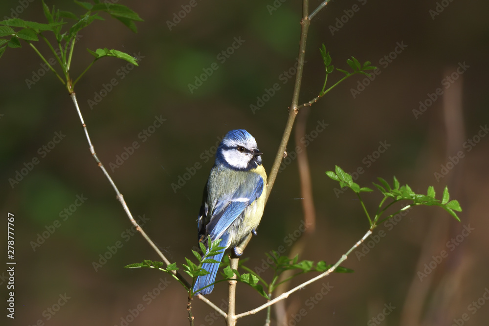 Fototapeta premium Eurasian blue tit, Cyanistes caeruleus, perching