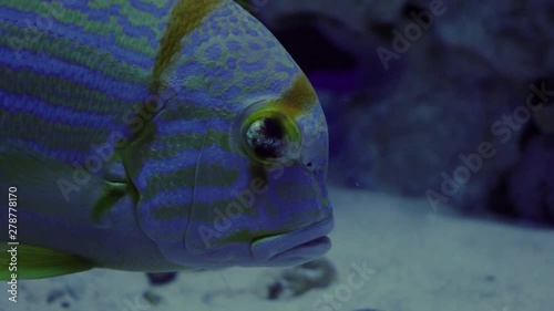 Blue-Lined Sea Bream, Symphorichthys Spilurus, Single Fish is Floating, fish closeup, oceanarium, underwater, blue lamplight photo