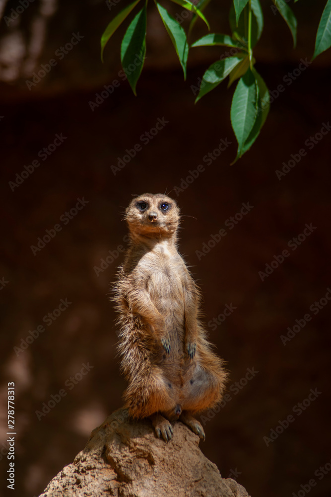 Fototapeta premium Suricata suricatta