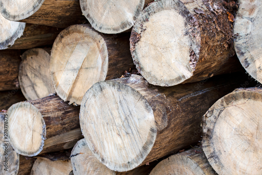 logs of trees - chopped tree trunks logs of trees - chopped tree trunks