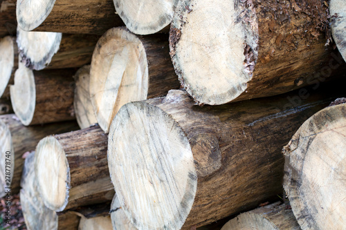logs of trees - chopped tree trunks