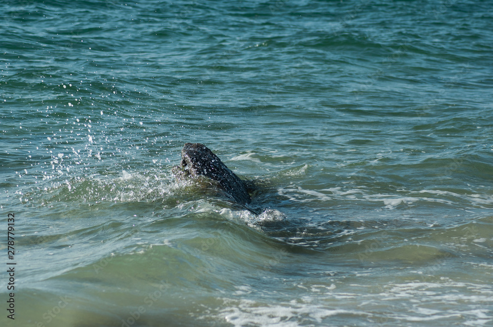 Obraz premium Closeup of wave splash on rocks in border ocean in Quiberon - Britain - France