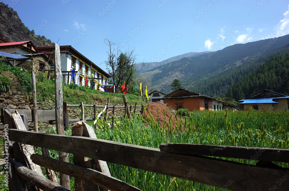Old wooden fence along wheat field in Junbesi sherpa village, Solukhumbu, Everest Region, Nepal Old wooden fence along wheat field in Junbesi sherpa village, Solukhumbu, Everest Region, Nepal