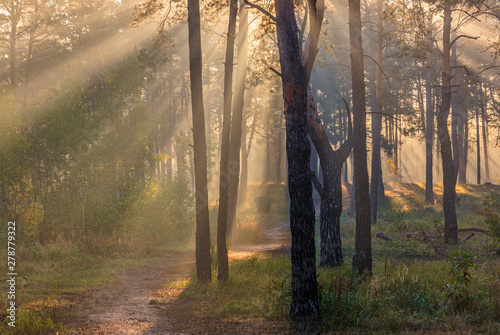 Tableau sur toile Landscape. Morning. Walk through the woods. Sun rays.
