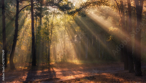 Fototapeta Naklejka Na Ścianę i Meble -  Landscape. Morning. Walk through the woods. Sun rays.
