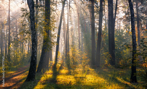 Landscape. Morning. Walk through the woods. Sun rays. © Mykhailo