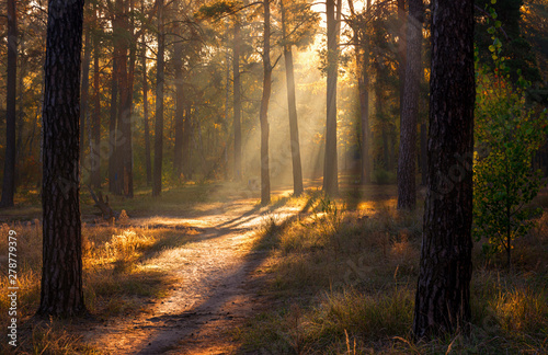 Landscape. Morning. Walk through the woods. Sun rays.