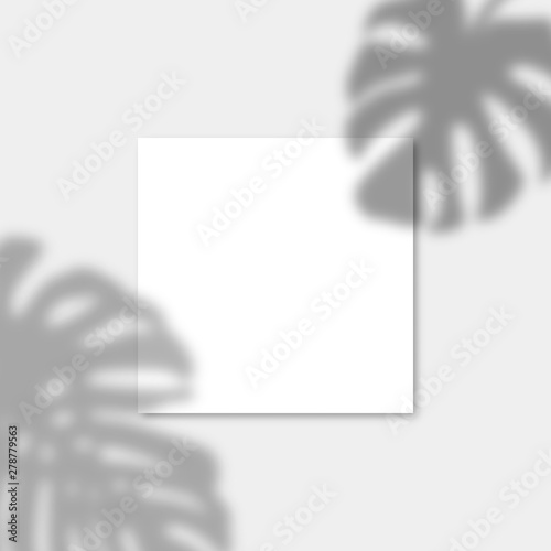 Square Paper Mockup with realistic shadows overlays monstera leaf. Vector Shadow Of A Tropical Plant. Template Flyer, Poster, blank in a modern style