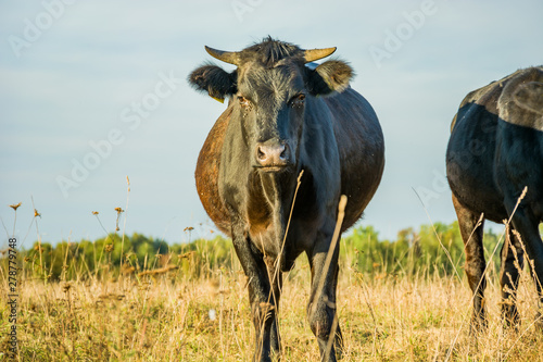 Fototapeta Naklejka Na Ścianę i Meble -  Black cow on the meadow and blue sky