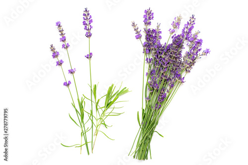 Bouquet of lavender on a white isolated background. Medicinal plants.