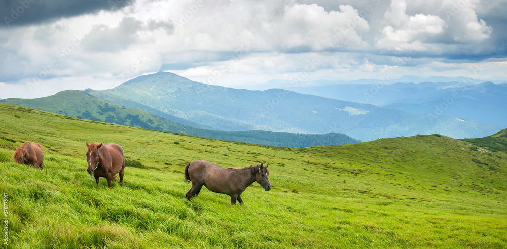 Naklejka premium Panoramic photo of grazing horses at high-land pasture at Carpathian Mountains. Herd of horses is grazed against mountains in the summer.
