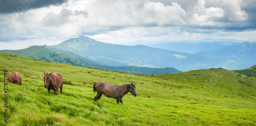 Panoramic photo of grazing horses at high-land pasture at Carpathian Mountains. Herd of horses is grazed against mountains in the summer.