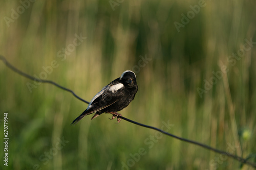 Bobolink photo