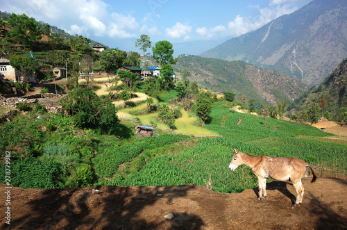 Mule in Himalaya mountains, Karikhola village, Solukhumbu region, Nepal photo