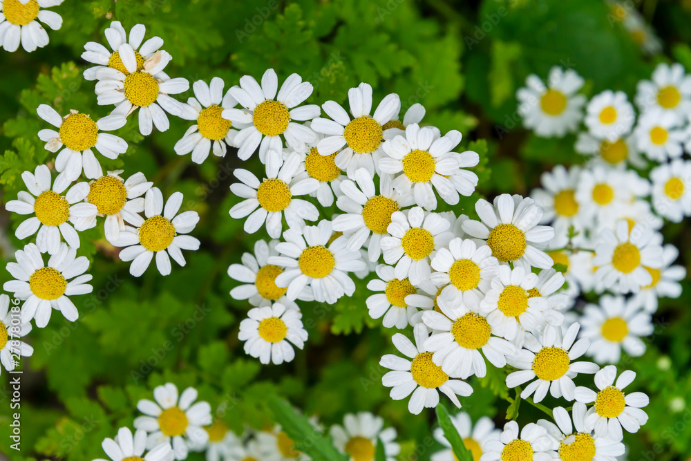 Fototapeta premium Beautiful white camomiles daisy flowers field on green meadow