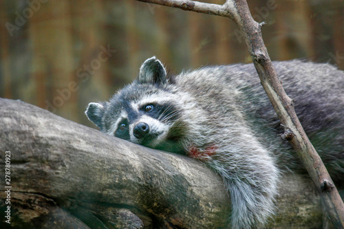 Funny fluffy raccoon lying on a wooden log. Close-up