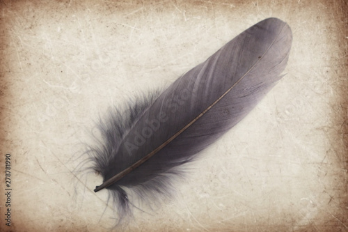 Beautiful abstract color gray and black feather on the brown and white isolated background and wallpaper