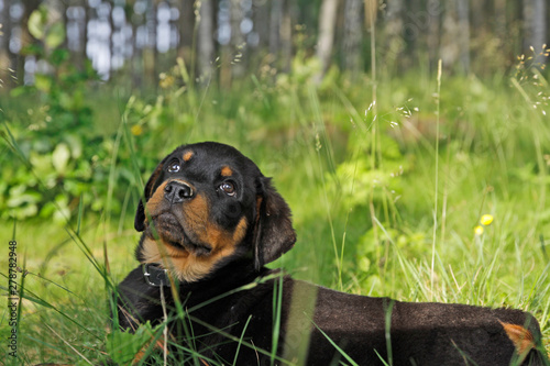 Rottweiler Welpe süßer Blick große Augen Hund Rüde