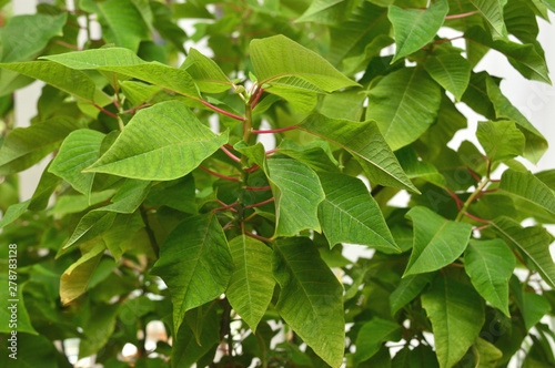 Wallpaper Mural Houseplant - poinsettia. Close-up Torontodigital.ca