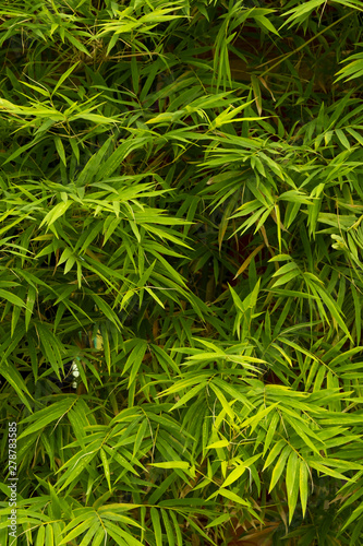 Green bamboo leaves are patterned texture and background, vertical view.