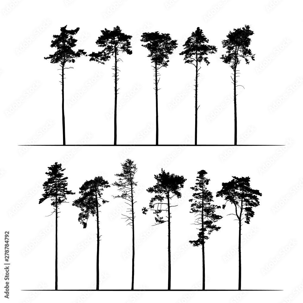 Set Realistic illustration of tall coniferous pine trees. Isolated on white background, vector