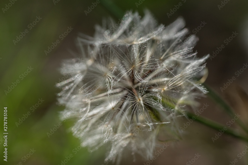 Obraz premium closeup of dandelion on green background