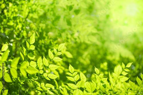 Close up of nature view green leaf on blurred greenery background under sunlight with bokeh and copy space using as background natural plants landscape, ecology wallpaper concept. © Montri Thipsorn