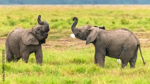 Two young elephants playing together in Africa