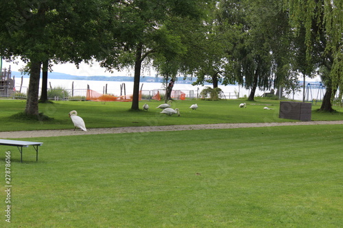 a swan ashore on a green area at Lake Constance