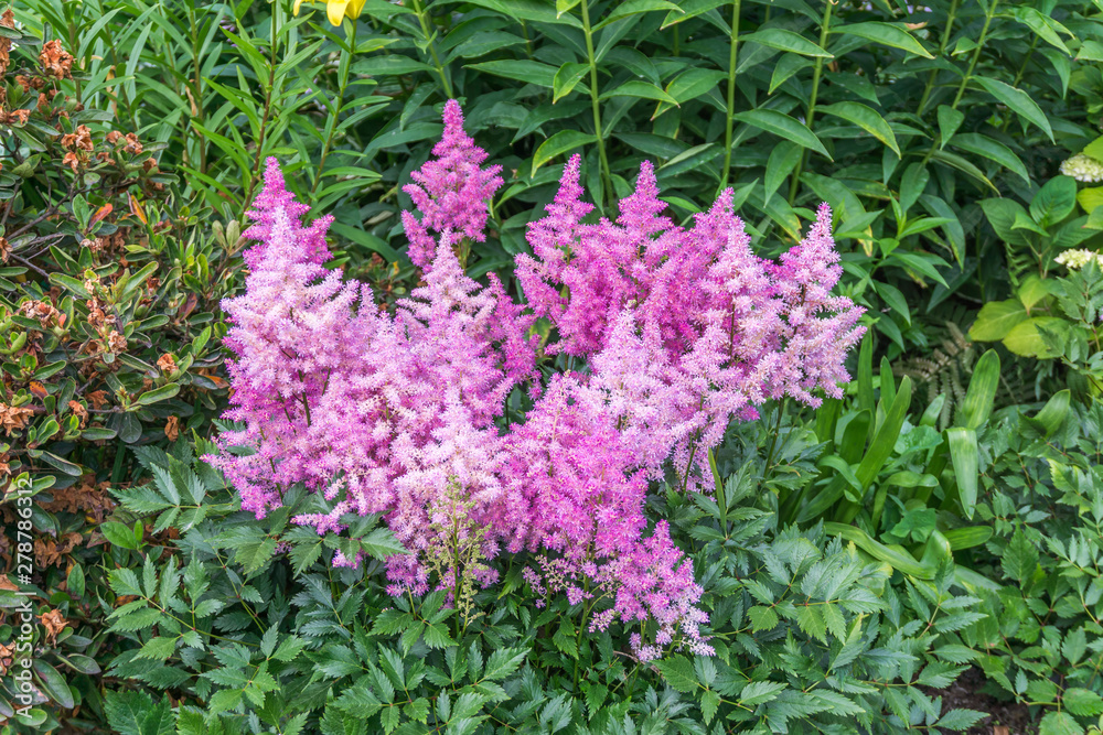 Obraz premium Fluffy Pink Flowers