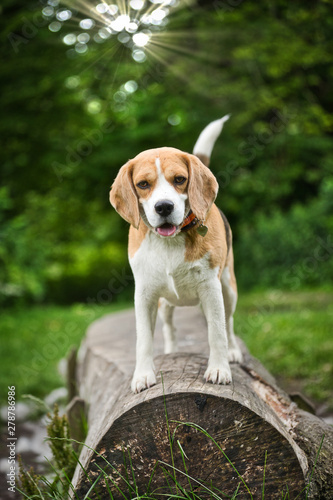 The Beagle