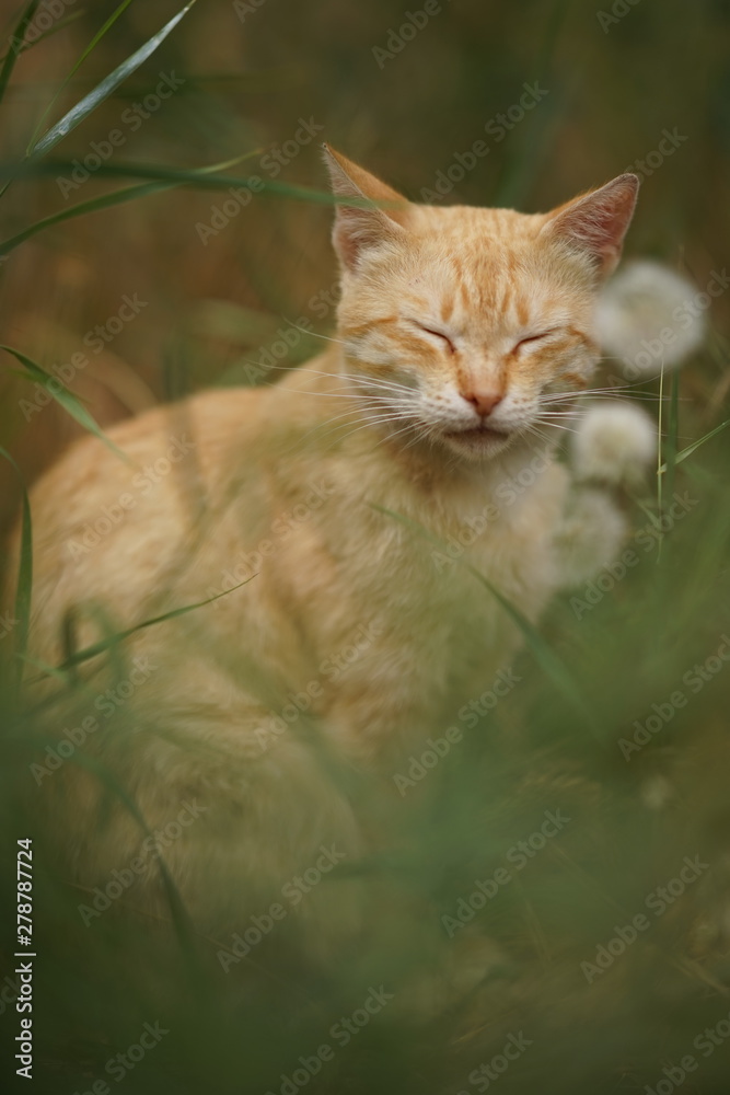 Ginger tabby cat sitting in grass with fluffy dandelion flowers,