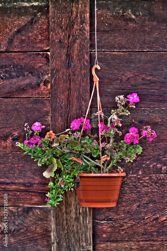 Flower pot on the wooden wall