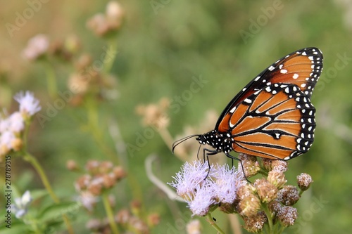 butterfly on flower © Jillian