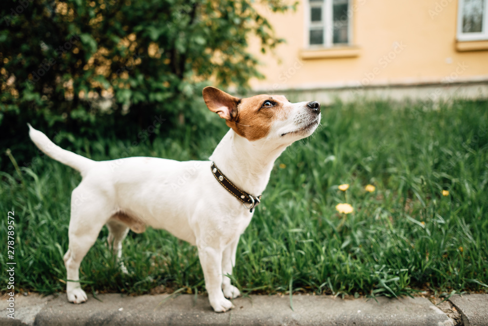 Jack Russell Terrier dog in the park outdoors
