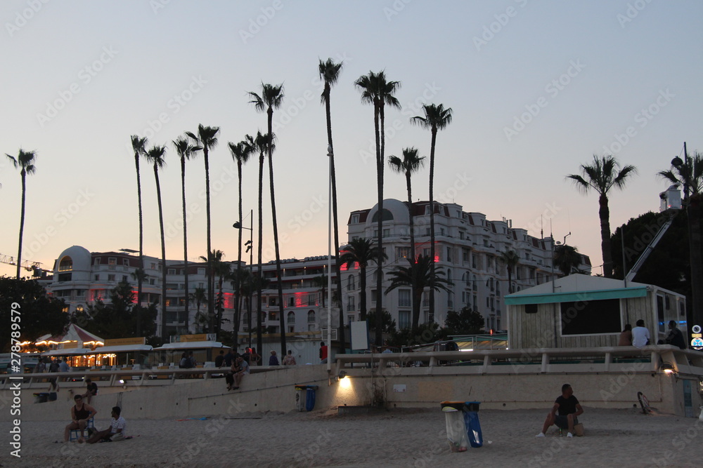 Cannes palm 