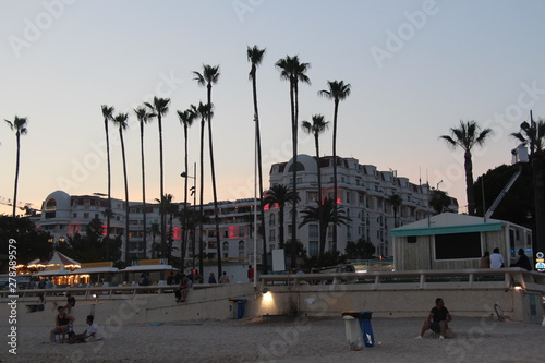 Cannes palm  photo