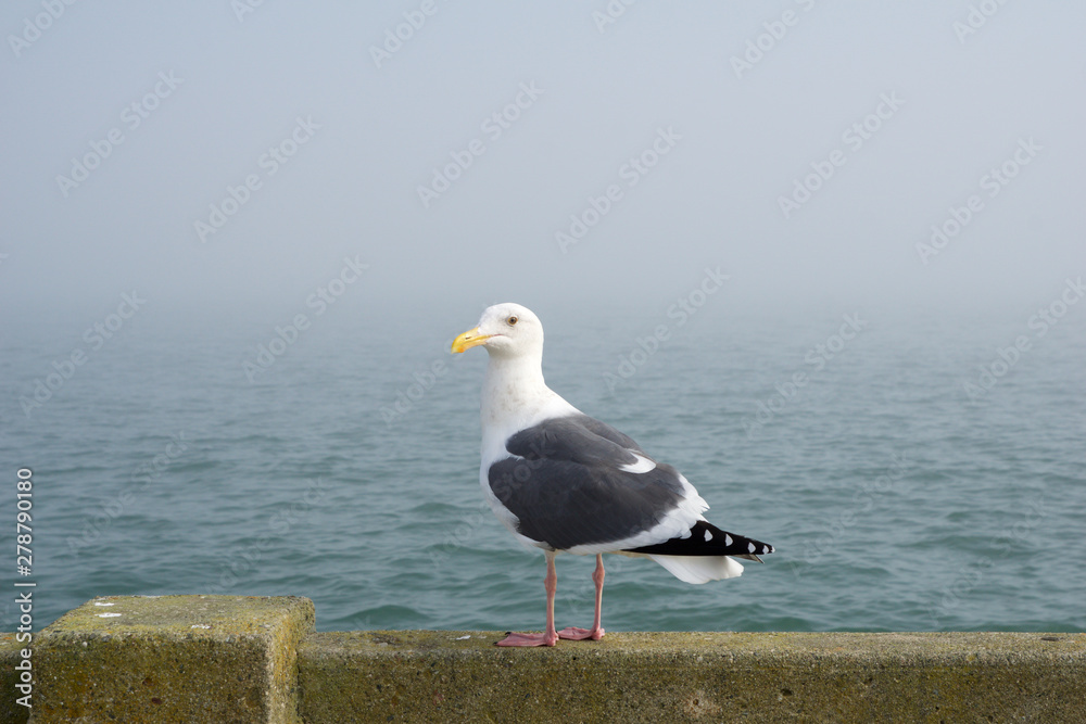 SAN FRANCISCO, CALIFORNIA, UNITED STATES - NOV 25th, 2018: Side Profile of a Western Gull against the background of the San Francisco Bay