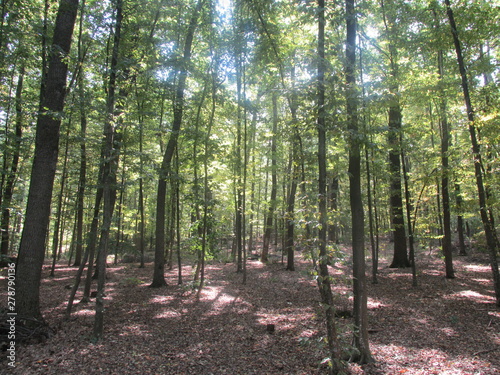 Inside the Codru Forest in Moldova photo