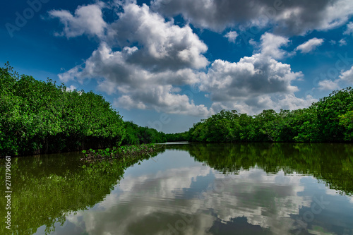 Fototapeta Naklejka Na Ścianę i Meble -  Mangrove swamp of Cartagena de Indias, Colombia