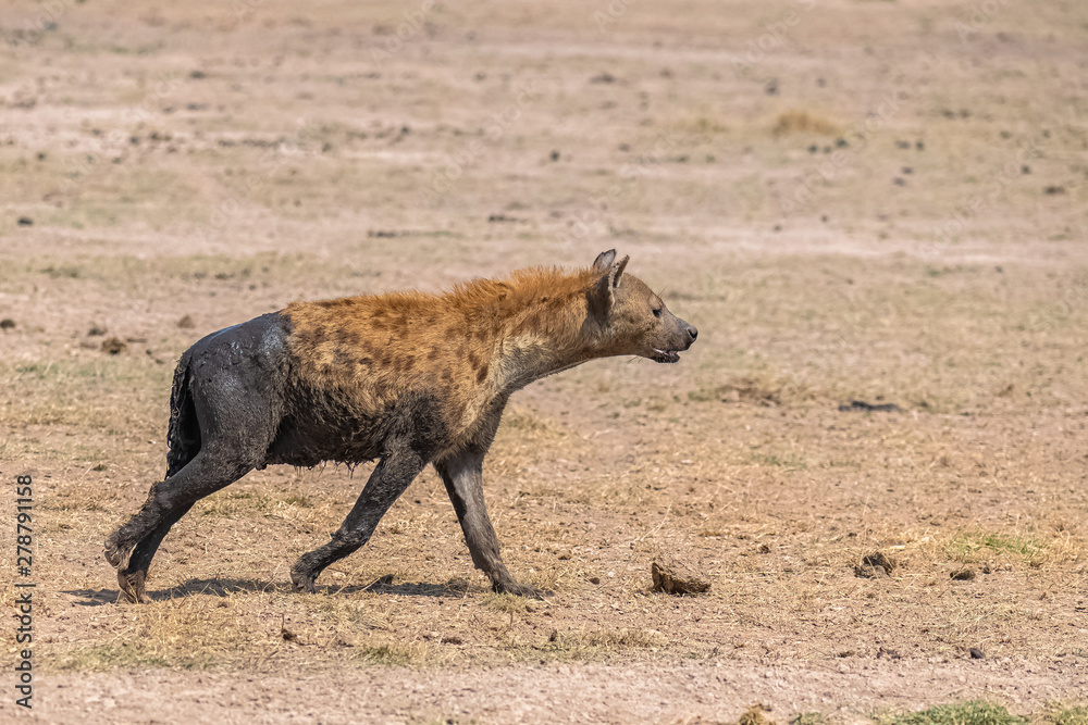 hyena covered with mud standing in the savannah