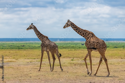Wild giraffes walking in the savannah in Tanzania, beautiful panorama