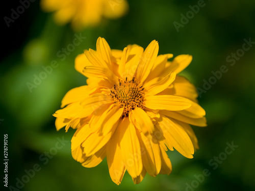 yellow flower in the garden