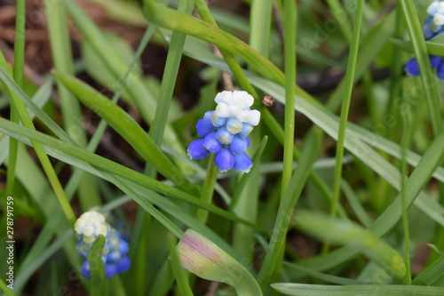 Tableau sur toile muscari flower in my garden