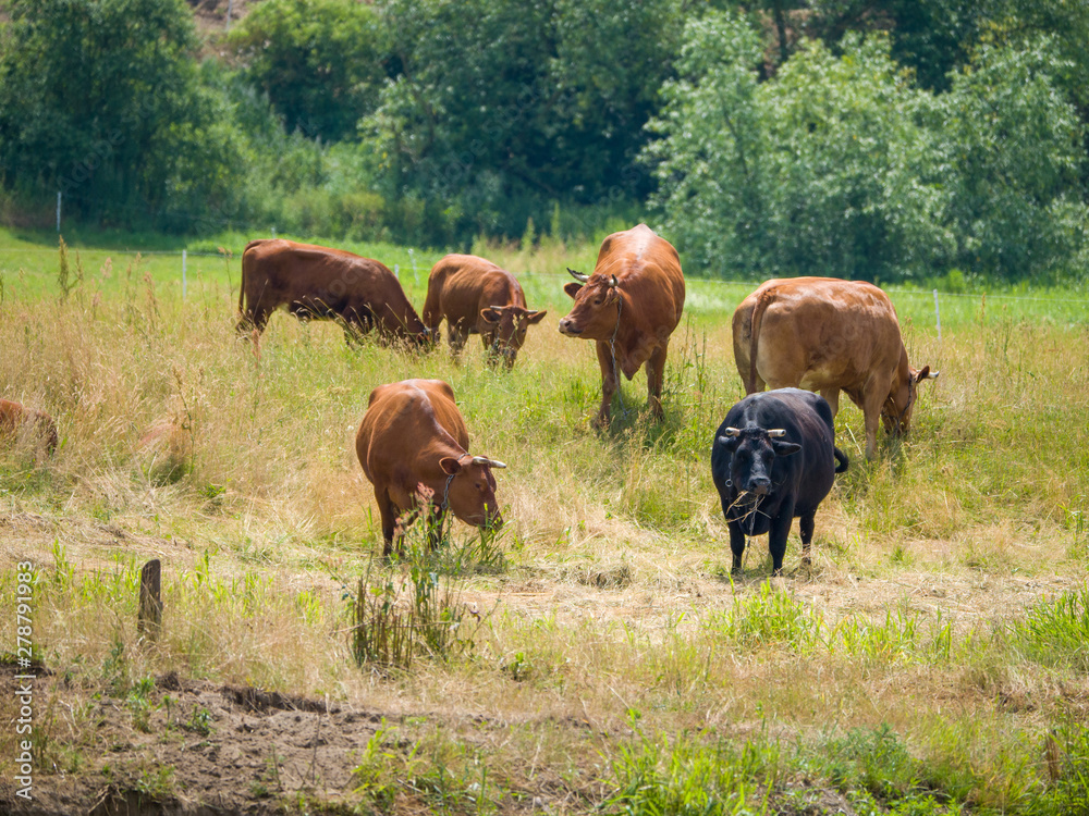 herd of cows grazing in the field herd of cows grazing in the field