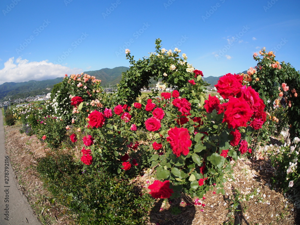 Beautiful red rose Botanical garden