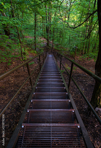 Steps in the forest 