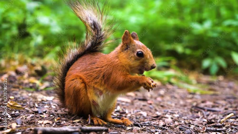 small red squirrel sitting on ground and eating nuts small red squirrel sitting on ground and eating nuts