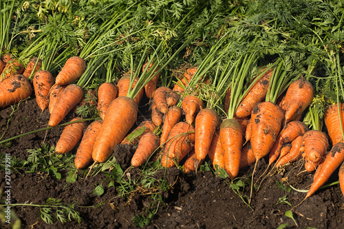  Harvesting carrots. Autumn harvest.Root crops lie on the bed.